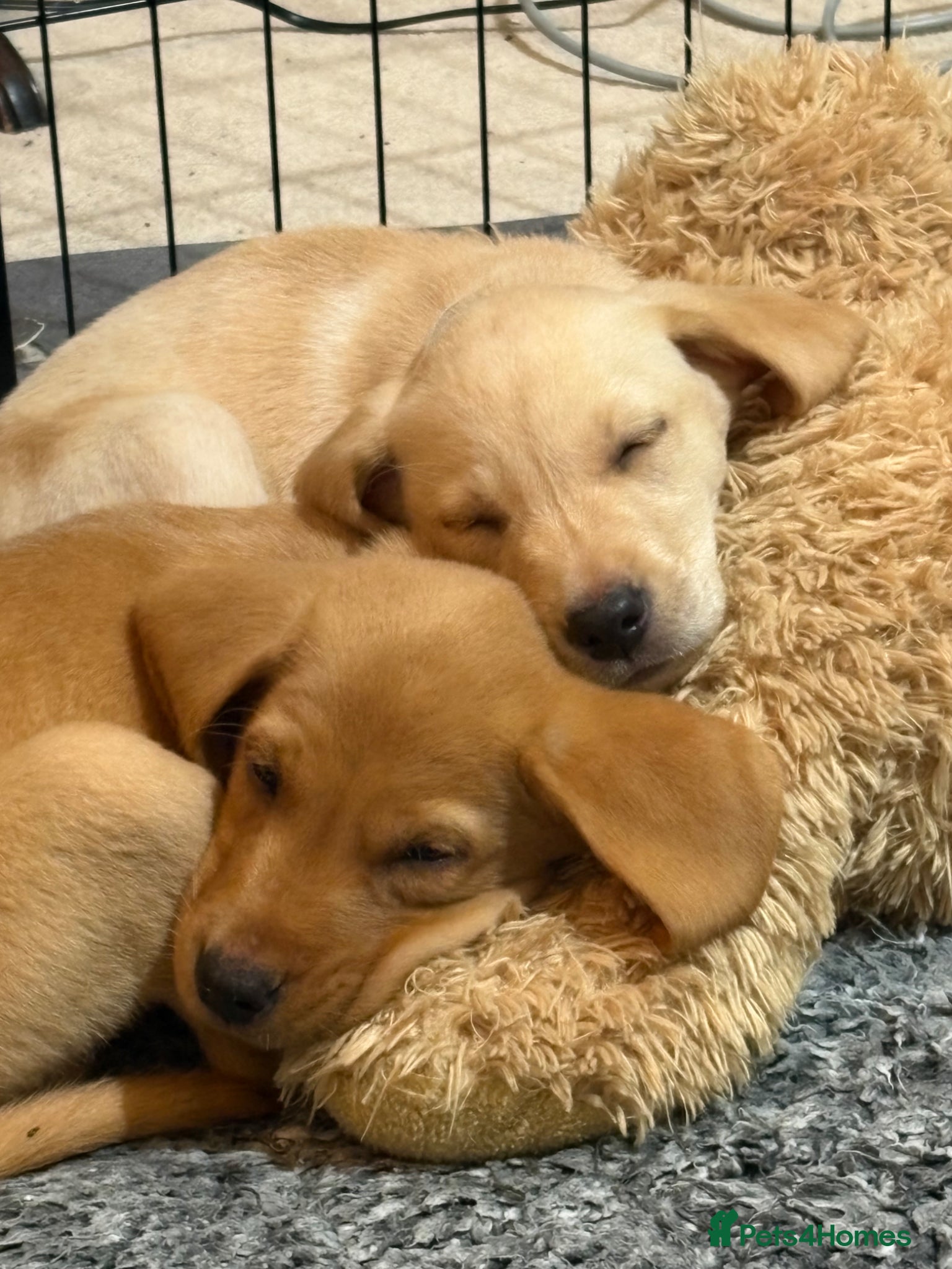Labrador Retriever dogs BEAUTIFUL KC REG READY FOR PLAY AND BE LOVED  - Advert 3