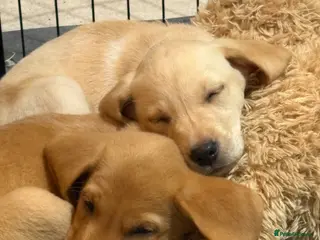 Labrador Retriever dogs BEAUTIFUL KC REG READY FOR PLAY AND BE LOVED - Advert 3