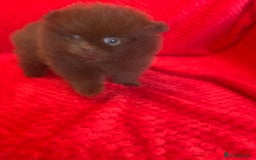 Pomeranian dogs for sale: 3 CHOCOLATE BROWN BEAR POMERANIAN PUPPY’S - Image 8