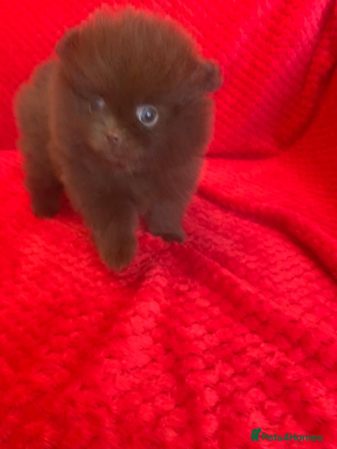 Pomeranian dogs for sale: 3 CHOCOLATE BROWN BEAR POMERANIAN PUPPY’S - Image 8