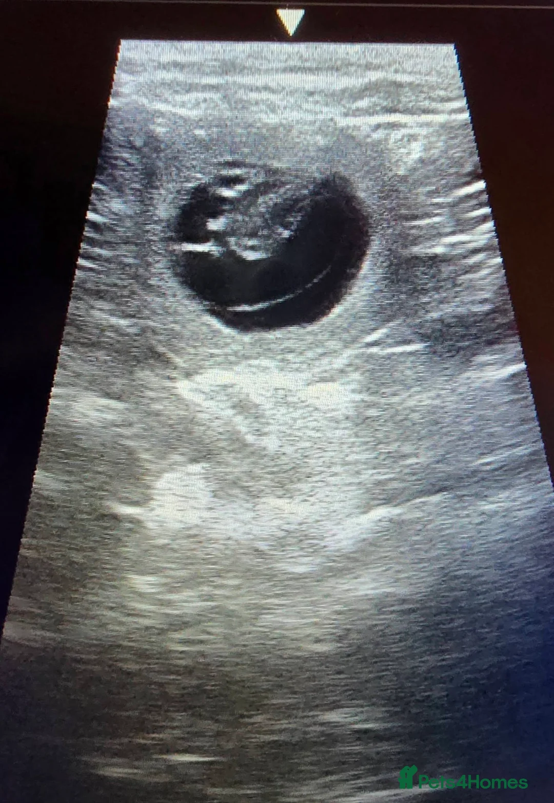 Field Spaniel dogs for sale: Field Spaniel Puppies for Sale – Home Ready - Advert 10