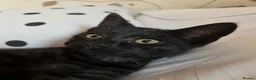 Mixed Breed cats for sale: Female black cat - 3 years old - rehoming - Advert 5