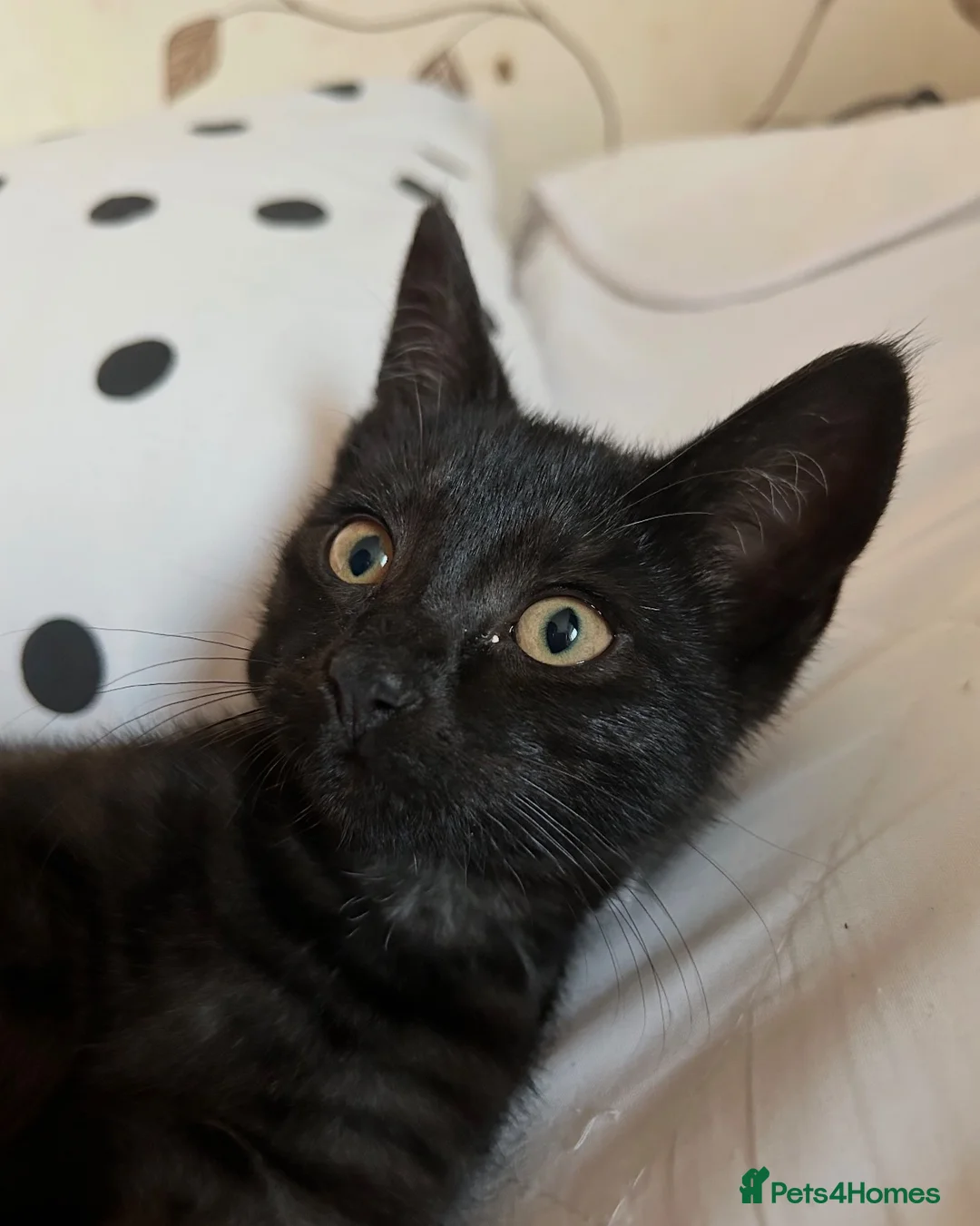Mixed Breed cats for sale: Female black cat - 3 years old - rehoming - Advert 5