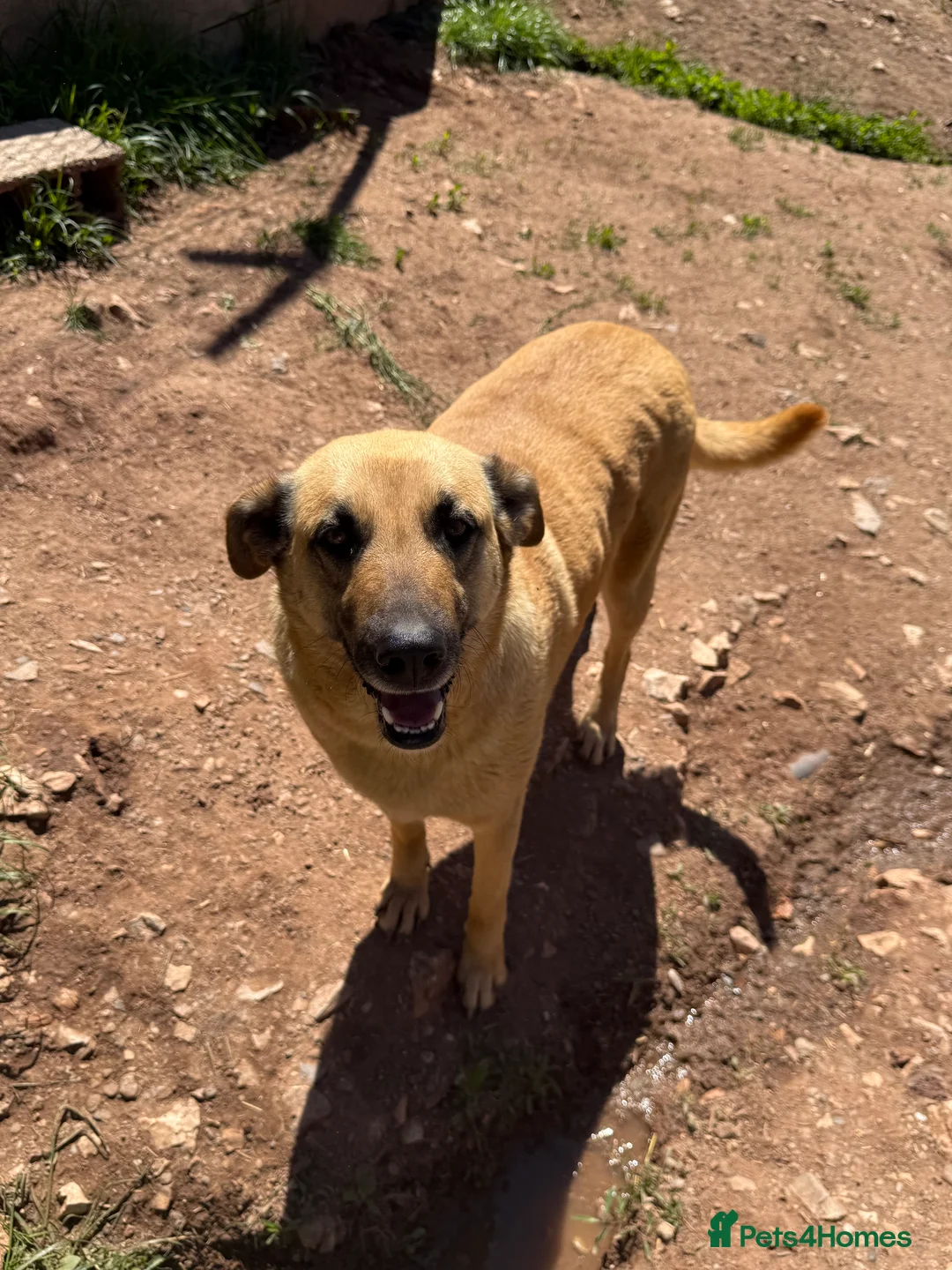 Mixed Breed dogs for adoption: Mara 💜 - Advert 10