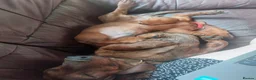 Dachshund dogs for sale: Unusual Red Fade & Red Brindle Standard dachshunds - Advert 7