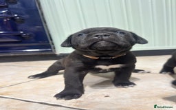 Bandog dogs for sale: BANDOG PUPPIES – SERIOUS QUALITY, SERIOUS PRESENCE - Advert 8