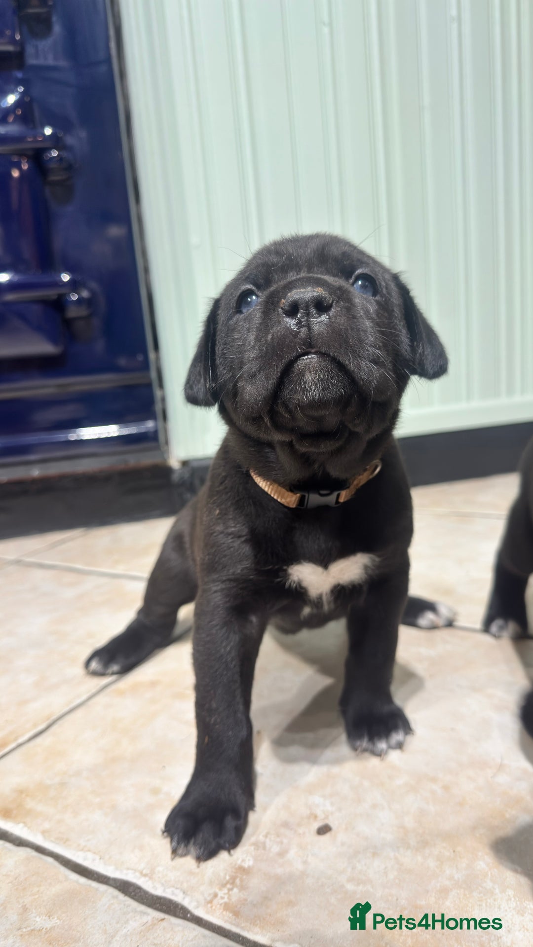 Bandog dogs for sale: BANDOG PUPPIES – SERIOUS QUALITY, SERIOUS PRESENCE - Advert 8