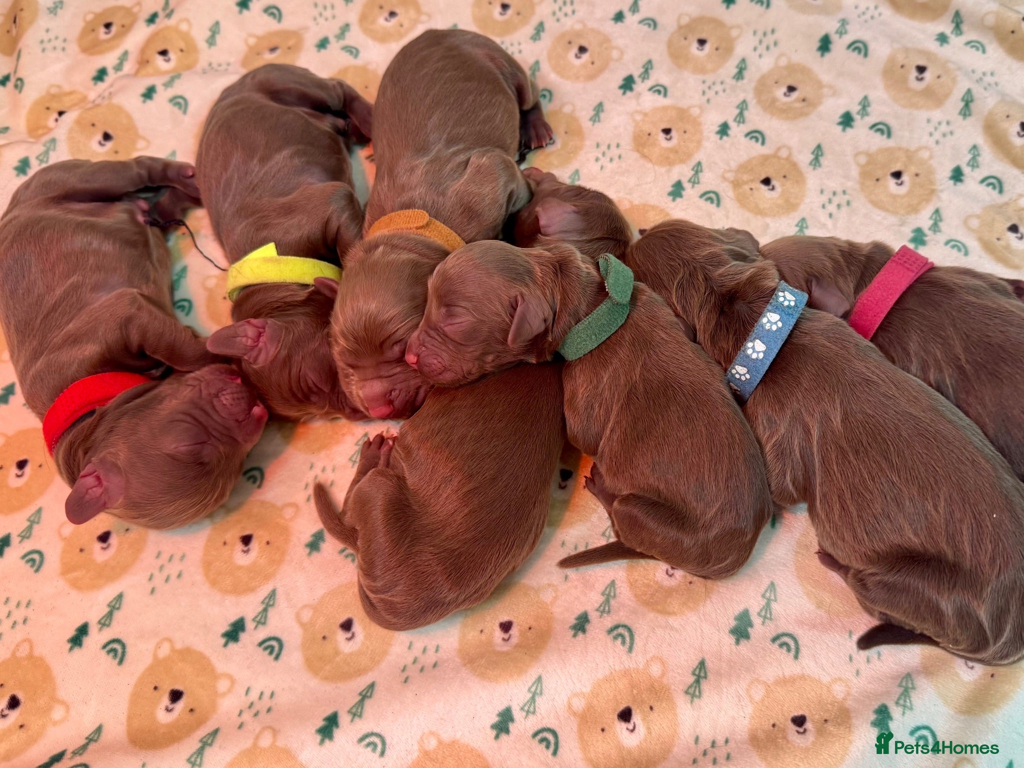 Cocker Spaniel dogs Working type chocolate cocker spaniels  - Advert 1