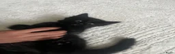 Turkish Angora cats for sale: Charming black male searching for a loving home 🐾 - Advert 5