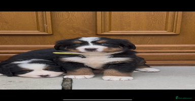 Bernese Mountain Dog dogs - Advert 10
