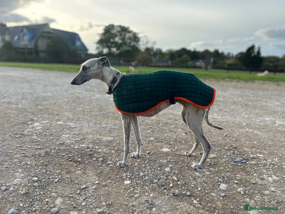 Whippet dogs for sale: Whippet Puppies  in Chipping Norton - Advert 7