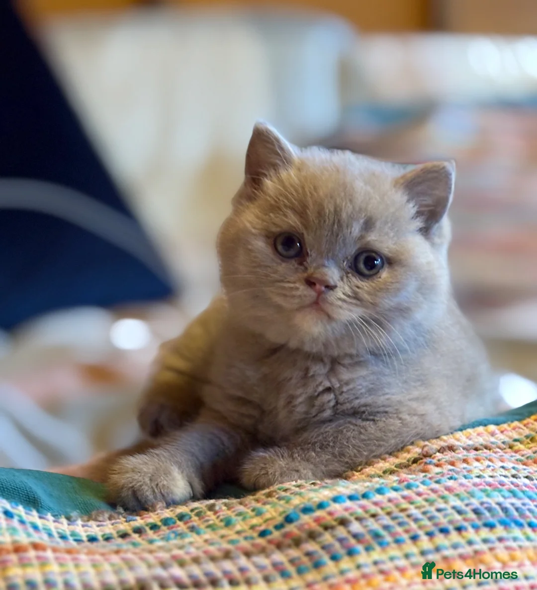 British Shorthair cats for sale: British Shorthair Girls - Advert 2