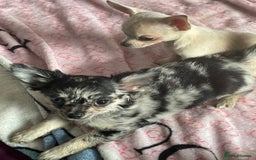 Chihuahua dogs for sale: Stunning pedigree Merle chihuahua pups  - Image 2