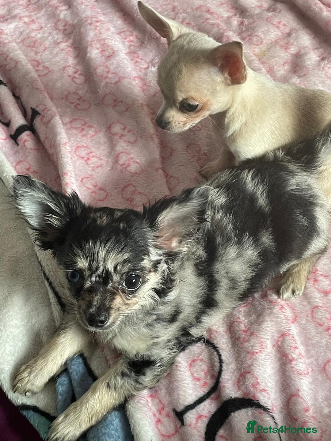 Chihuahua dogs for sale: Stunning pedigree Merle chihuahua pups  - Image 2