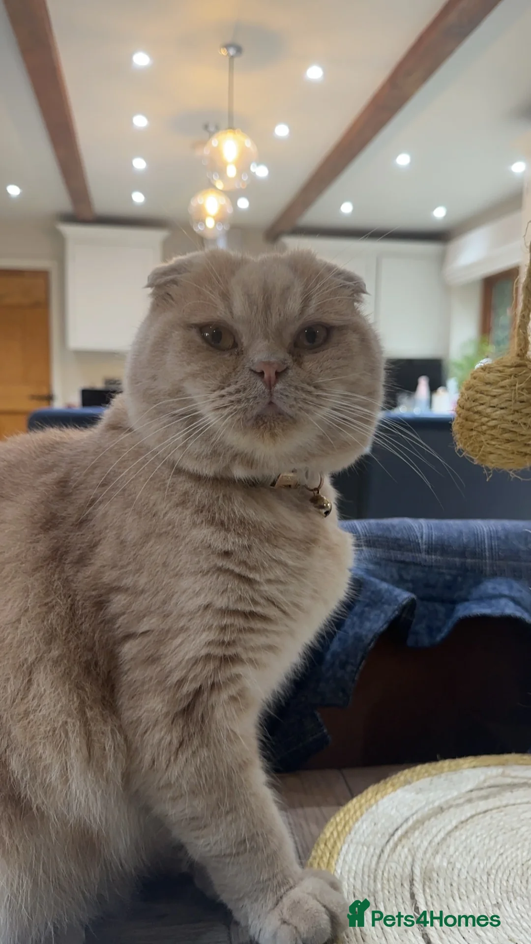 Scottish Fold cats for sale: Two gorgeous cats  - Advert 8