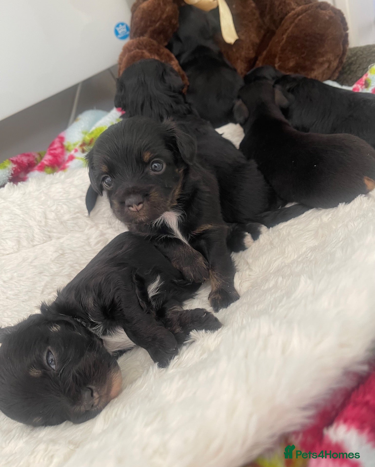 Jackapoo dogs Quality Jack Russel/Jackapoo Puppies 🐶  - Advert 1
