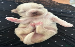 Chihuahua dogs for sale: Cream and white Longcoat KC reg reg boy  - Image 4