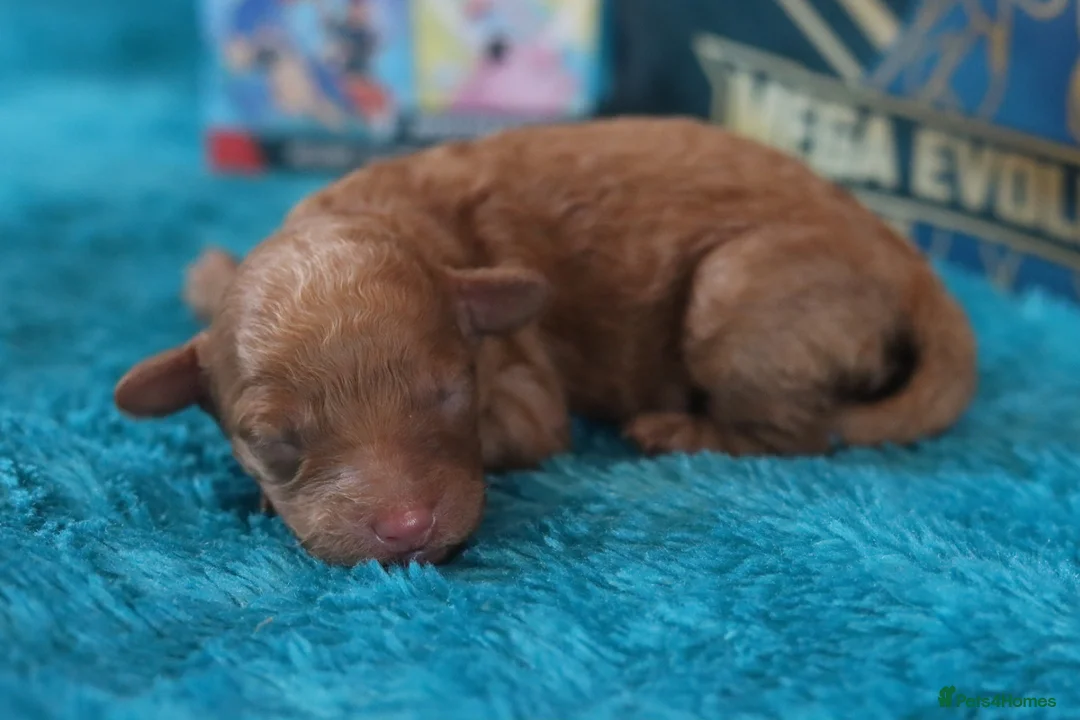 Maltipoo dogs for sale: 4 Maltipoo Puppies - 2 Apricot Girls & 2 Red Boys - Advert 28