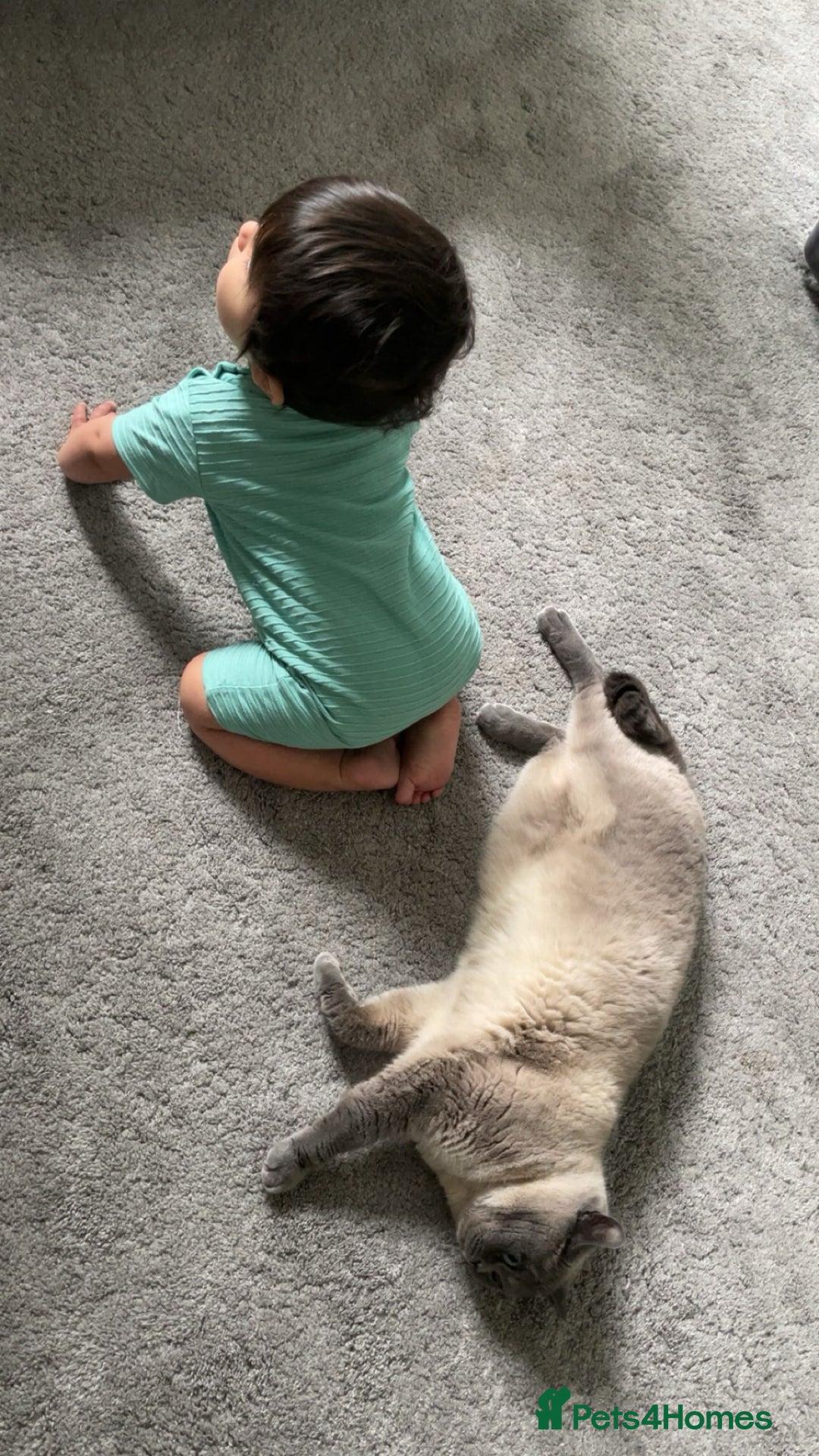 British Shorthair cats for sale: British shorthair for sale  - Image 3