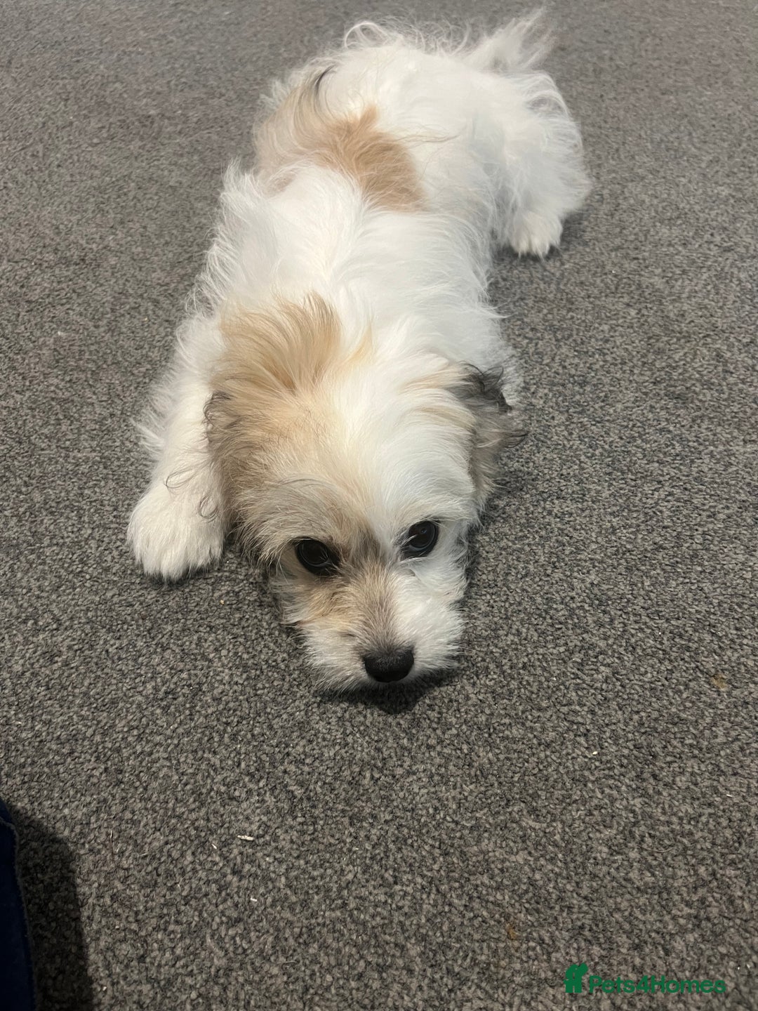 Maltese dogs for sale: Meet Luna - Advert 3