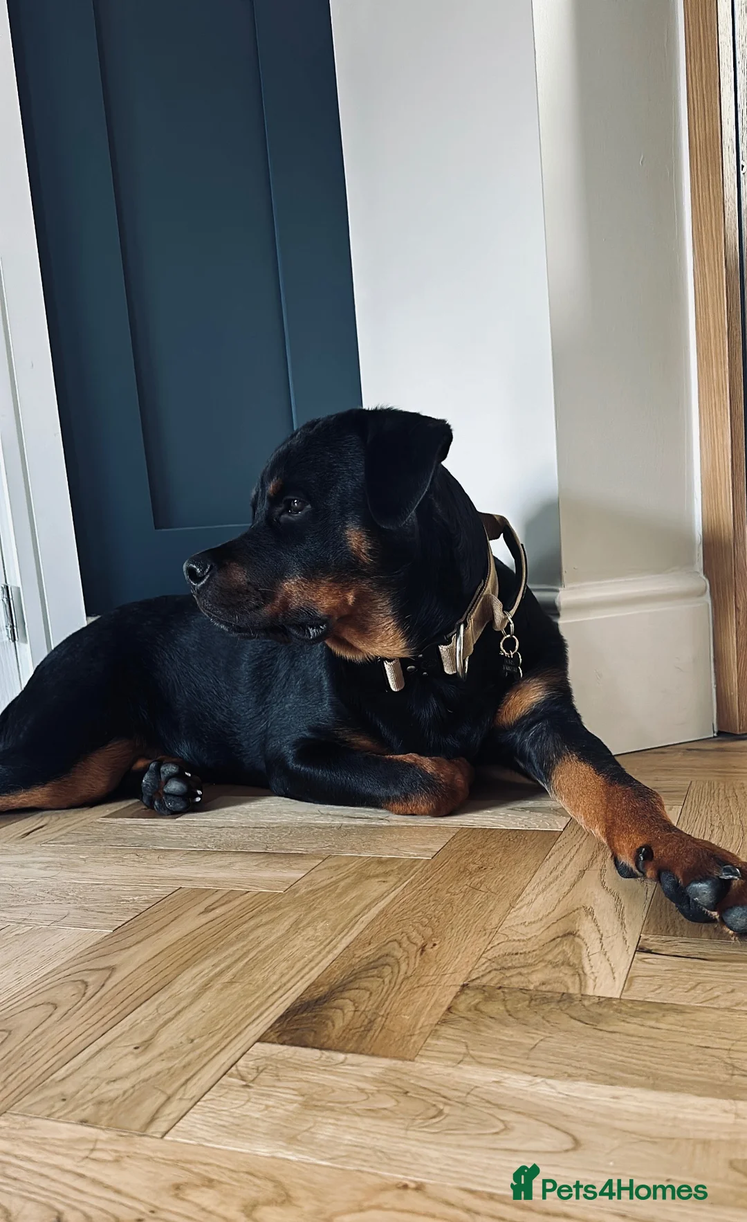 Rottweiler dogs for sale: 6 month old Rottweiler looking for loving home  - Advert 1