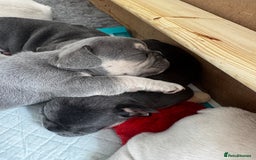 French Bulldog dogs for sale: 2 Male and 2 Female French Bulldogs - Image 20