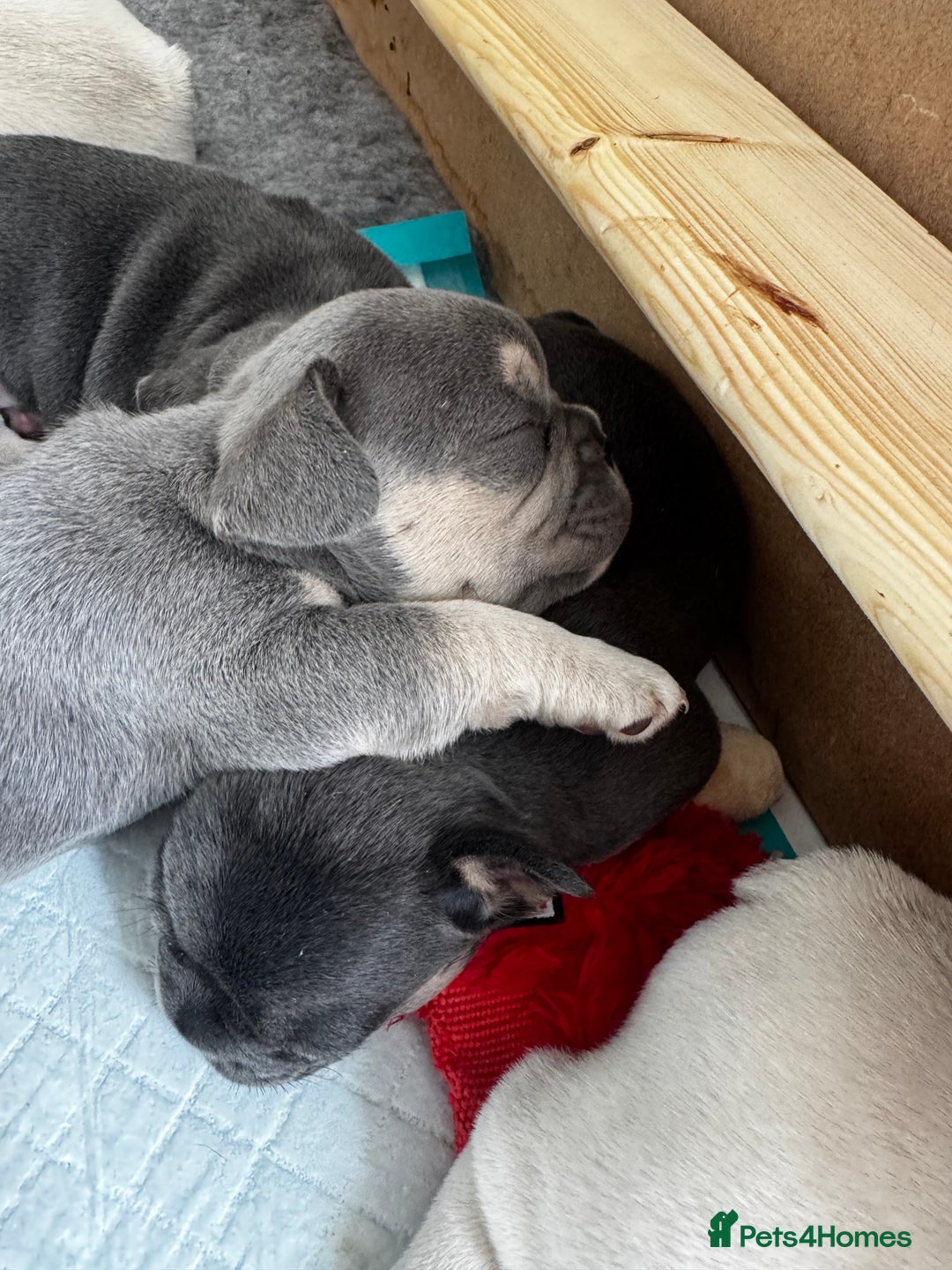 French Bulldog dogs for sale: 2 Male and 2 Female French Bulldogs - Image 20