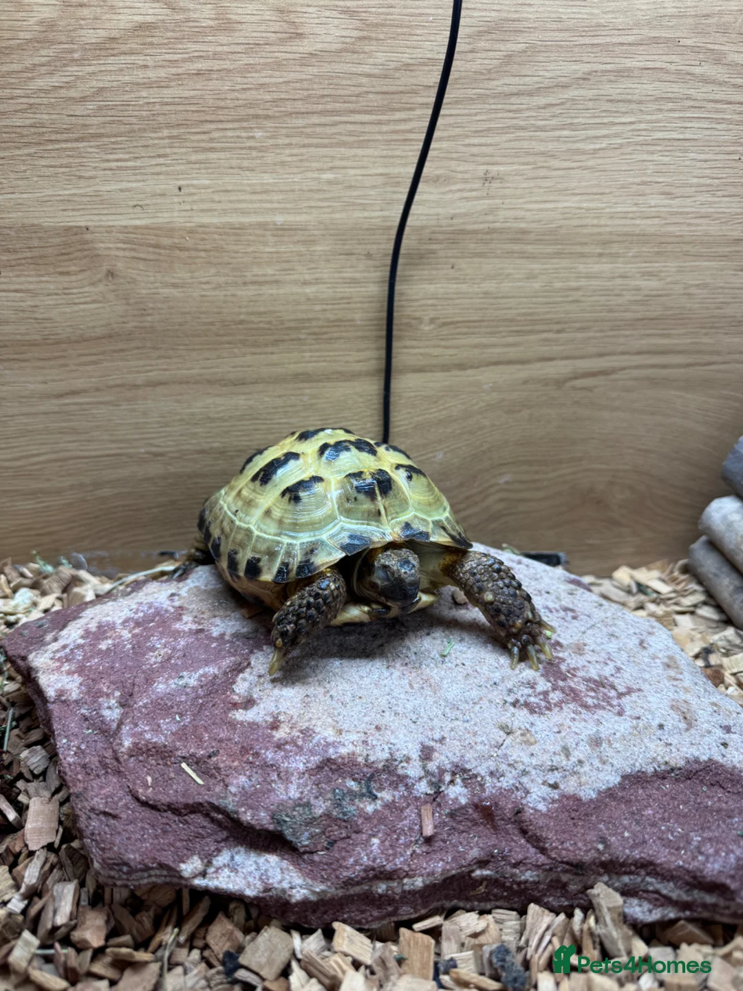 Tortoise reptiles for sale:  tortoise in Telford - Advert 2