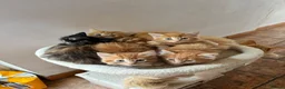 Mixed Breed cats for sale: Ginger-Tortie Kittens  - Advert 24