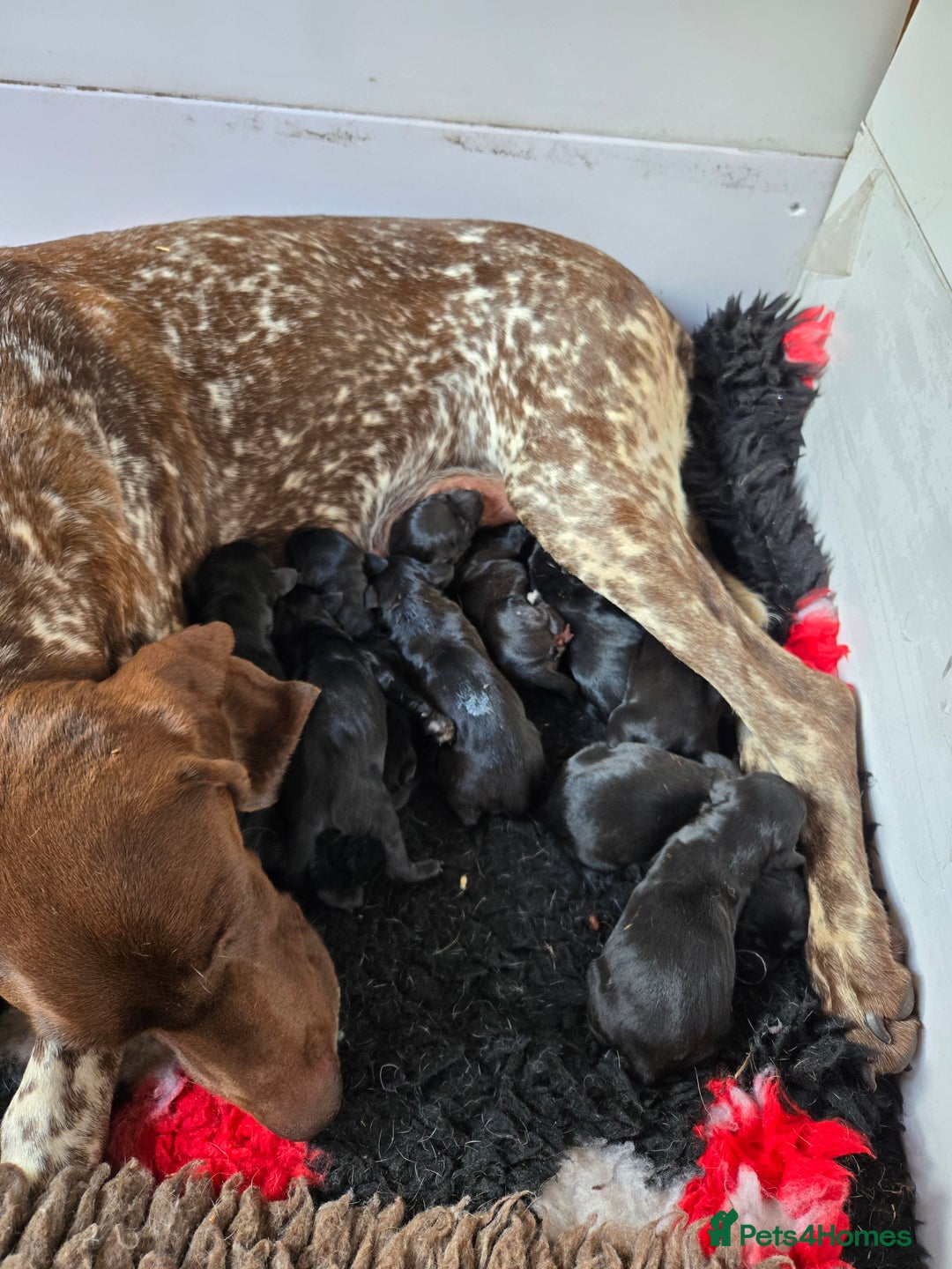 Mixed Breed dogs for sale: Adorable Saluki Pointers - Image 15