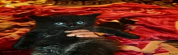Mixed Breed cats for sale: 9 beautiful kittens for sale  - Advert 5