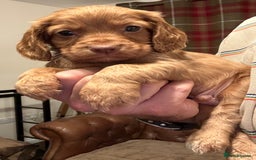 Cocker Spaniel dogs for sale: Stunning KC Reg Cocker Spaniels (working type) - Image 1