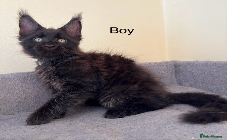 Maine Coon cats - Advert 14