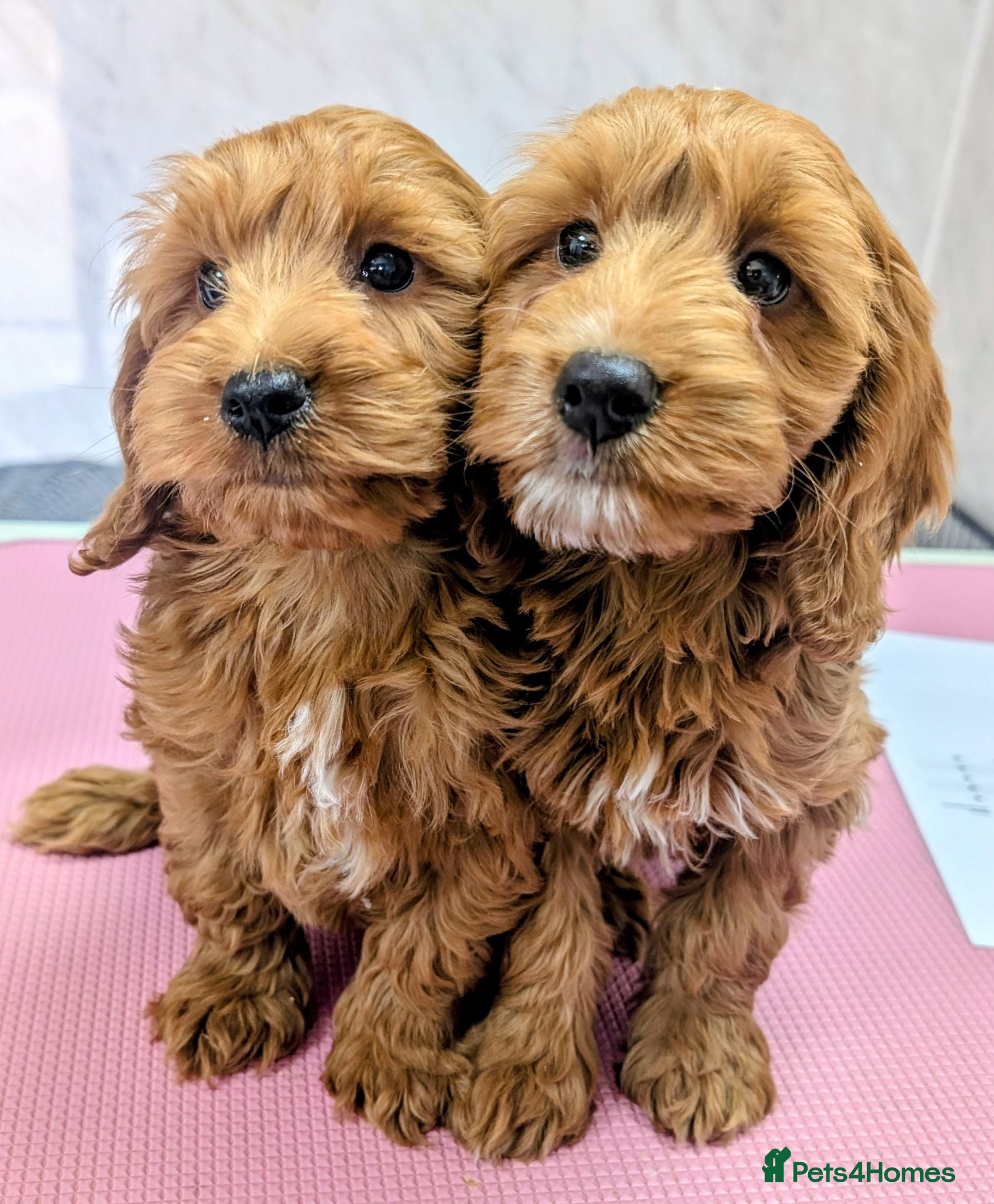 Cockapoo dogs Licensed breeder: Beautiful red health tested pups - Advert 15