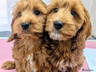 Cockapoo dogs Licensed breeder: Beautiful red health tested pups - Advert 15