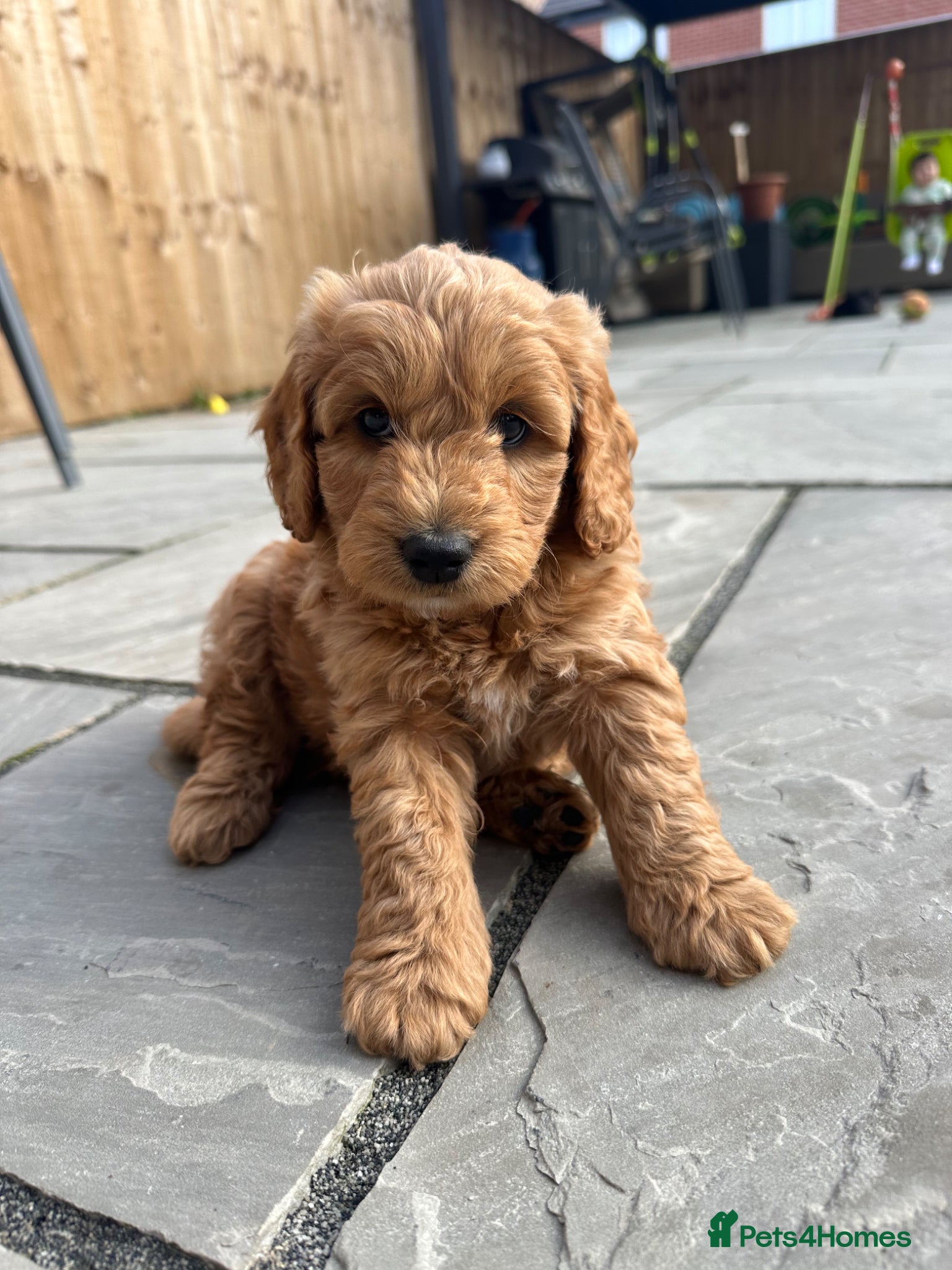 Cockapoo dogs 🌟FINAL MALE AVAILABLE🌟  - Advert 18