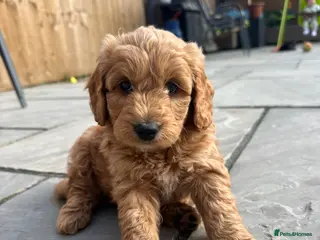 Cockapoo dogs 🌟FINAL MALE AVAILABLE🌟 - Advert 18