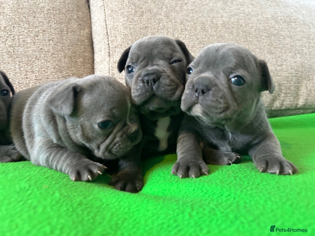French Bulldog dogs for sale: Solid Blue French Bulldog female puppies - Image 6
