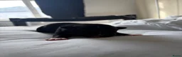 Staffordshire Bull Terrier dogs for sale: Beautiful Staffordshire Bull Terrier Pups - Advert 2
