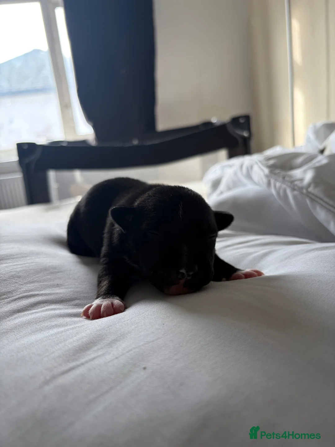 Staffordshire Bull Terrier dogs for sale: Beautiful Staffordshire Bull Terrier Pups - Advert 2