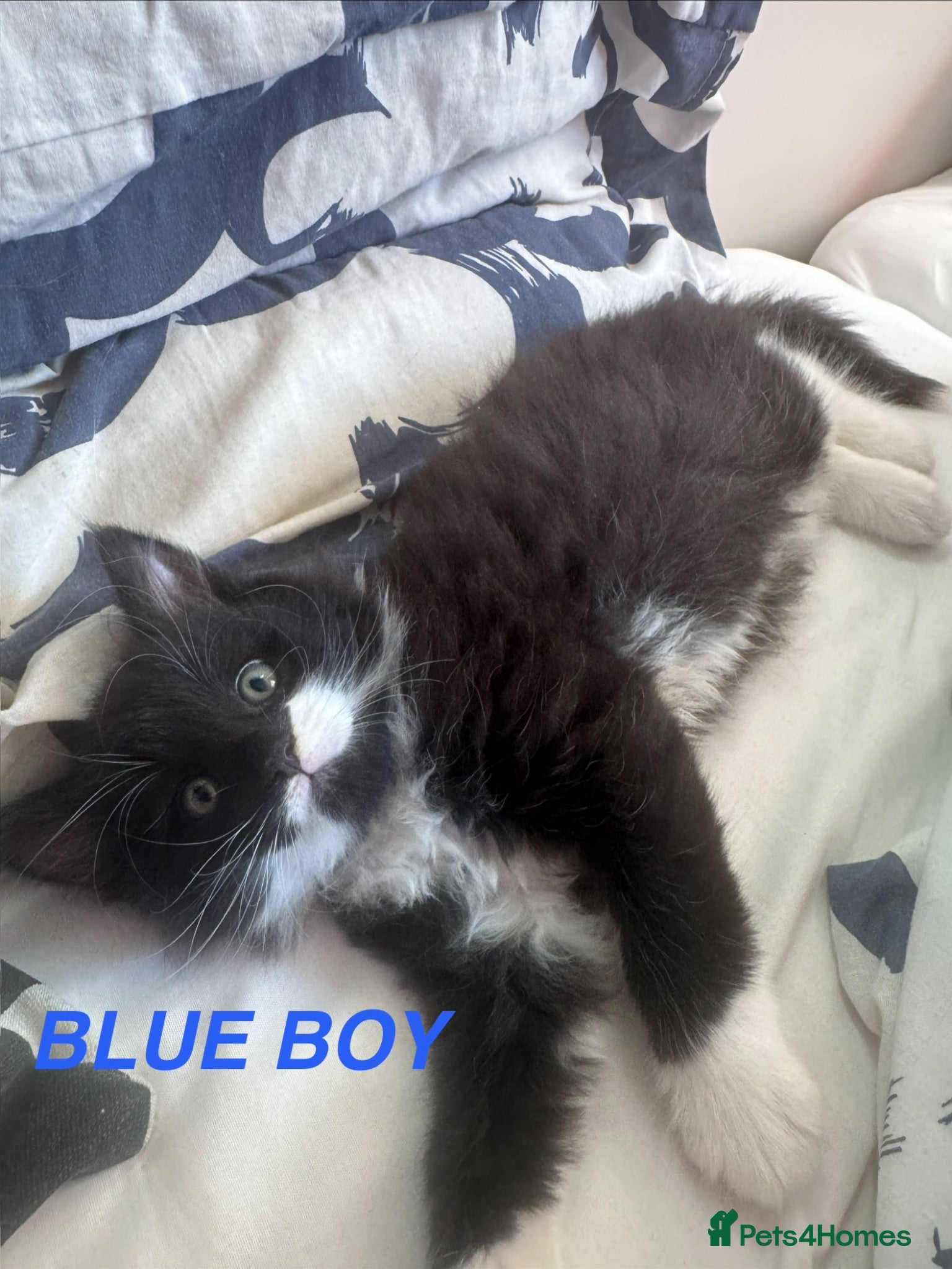 Mixed Breed cats Mixed long haired fluffballs - Advert 2