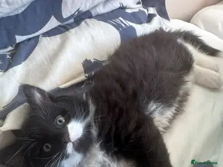 Mixed Breed cats Mixed long haired fluffballs - Advert 2