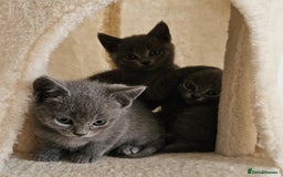 British Shorthair cats for sale: 🐾 Adorable Kittens Looking for Forever Homes 🐾 - Image 4