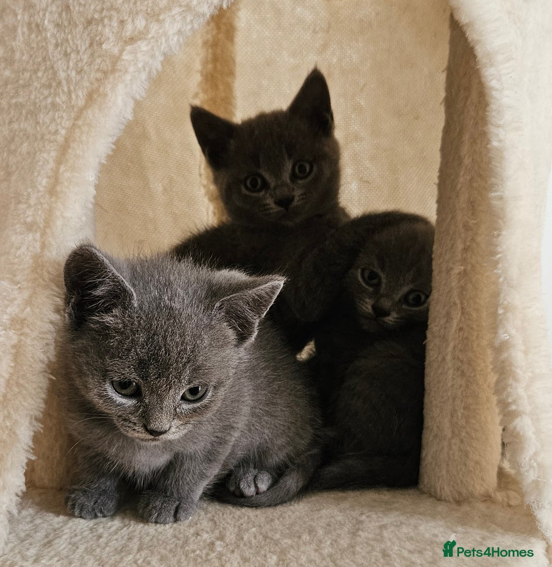 British Shorthair cats for sale: 🐾 Adorable Kittens Looking for Forever Homes 🐾 - Image 4
