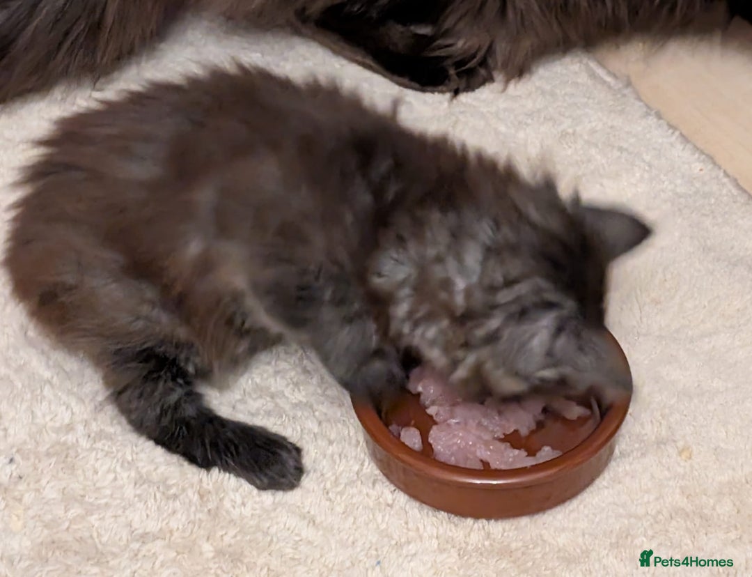 Maine Coon cats for sale: PEDIGREE BLACK SMOKE MAINE COON MALE TICA  - Advert 7