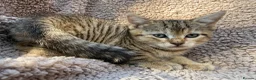 Bengal cats for sale: Bengal cross kittens  - Advert 2