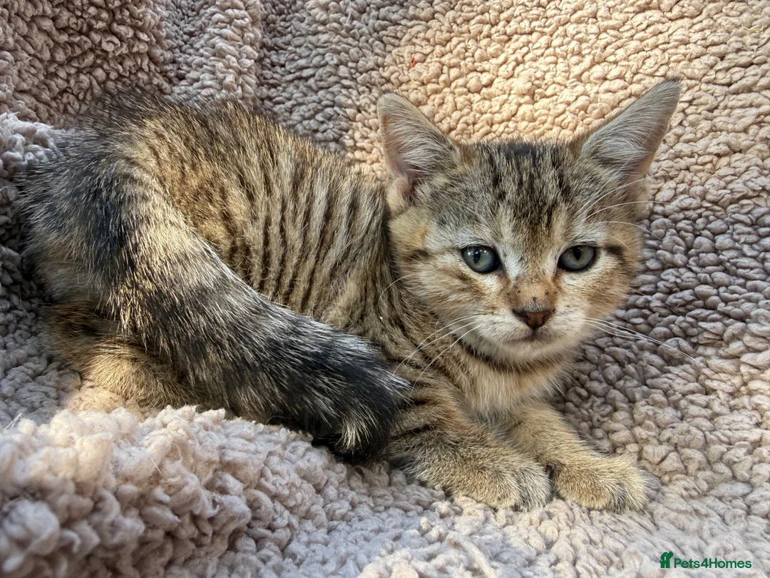 Bengal cats for sale: Bengal cross kittens  - Advert 2