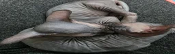Sphynx cats for sale: 😻 Beautiful Sphynx Boy Looking For Forever Home  - Advert 6