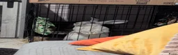 Flemish rabbits for sale: 1 year old Female Flemish Giant - Advert 3