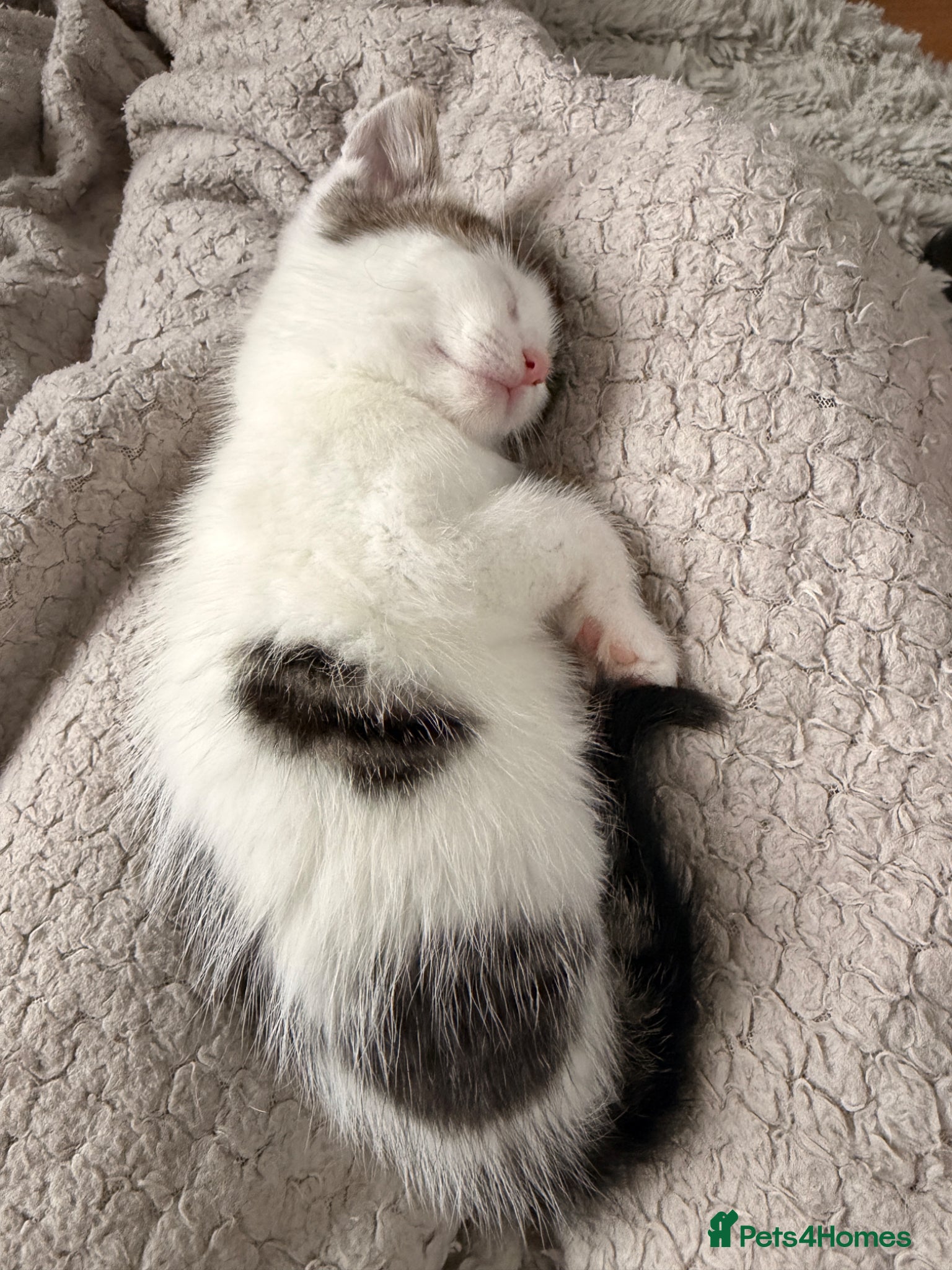 Mixed Breed cats One boy kitten for sale  - Advert 1